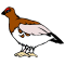 Willow Ptarmigan