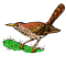 Coues' Cactus Wren