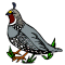 California Valley Quail