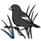 Lark Bunting