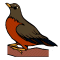 American Robin