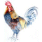 Blue Hen Chicken