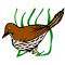 Brown Thrasher