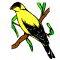 Eastern Goldfinch