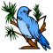 Mountain Bluebird