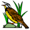 Western Meadowlark