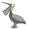 Brown Pelican