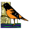 Baltimore Oriole