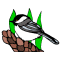 Chickadee