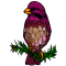 Purple Finch
