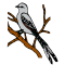 Scissor-tailed Flycatcher