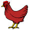 Rhode Island Red