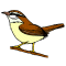 Carolina Wren