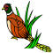 Ring-necked Pheasant