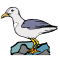 California Gull
