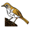 Hermit Thrush