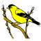 Willow Goldfinch