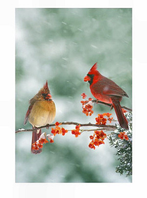 Cardinal, Illinois State Bird