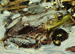 Oklahoma state Amphibian
