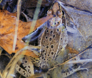 Vermont state Amphibian