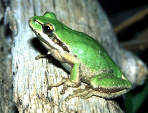 [http://www.netstate.com/states/symb/amphibians/images/wa_pacific_chorus_frog.jpg]