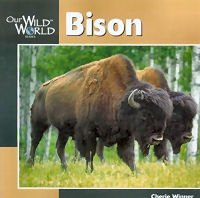 Bison