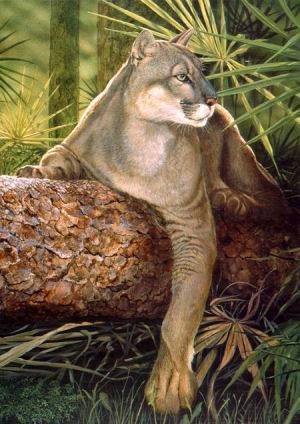 Florida State Animal, Florida Panther, (Puma concolor coryi) from ...