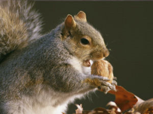 Kentucky State Wild Animal Game Species