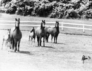 uvm morgan horse farm