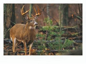 Oklahoma state game animal