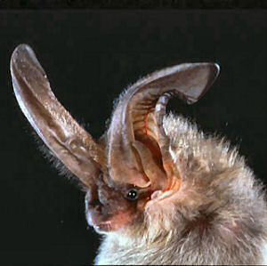 Virginia State Bat