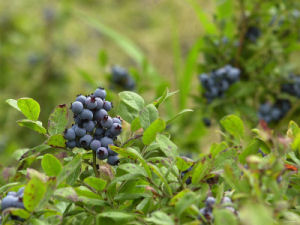 Maine state Berry