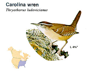 Birds  on South Carolina State Bird Carolina Wren Thryothorus Ludovicianus