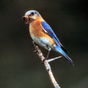 bird state birds bluebird york sialia sialis netstate ny oregon symb states