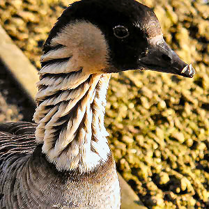 Nene, Hawaiian Goose Neck