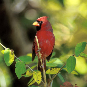 Cardinal, Illinois State Bird