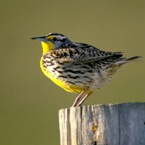 bird state meadowlark western oregon wyoming birds kansas montana dakota north lark meadow nebraska neglecta sturnella baby netstate states cute