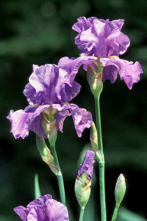 Tennessee State Cultivated Flower: Iris
