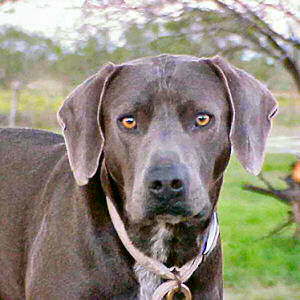 Texas State Dog Breed: Blue Lacy