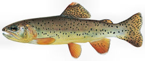 Arizona state Fish