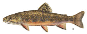 Maine State Heritage Fish