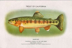 California Fish  Game on California State Fish And Piscifaunal Emblem   California Golden Trout