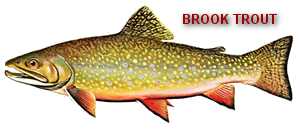 Vermont State Fish: Brook trout