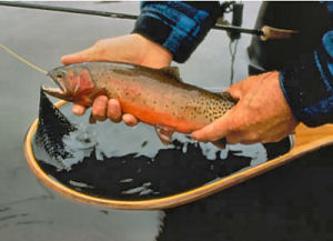 Colorado state Fish