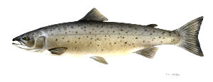 Maine state Fish