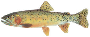 New Mexico state Fish