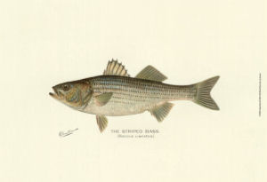Virginia state fish (saltwater)