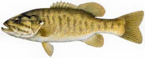 Tennessee State Sport Fish