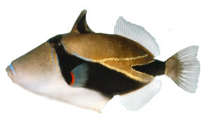 http://www.netstate.com/states/symb/fish/images/triggerfish.jpg