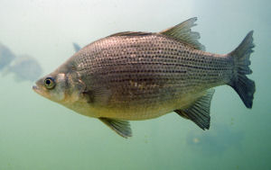 Oklahoma state Fish